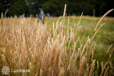 Lunasa 2021 by Jeffrey Packard